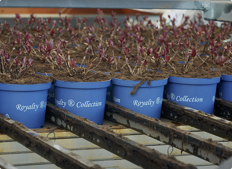 De Jong Plant BV