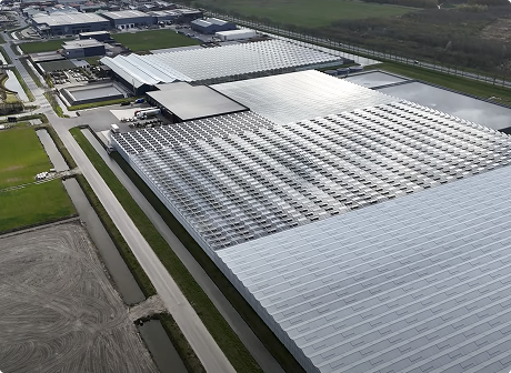 Hoogeveen Plants